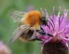 Bombus pascuorum